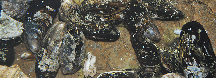 California Mussel
