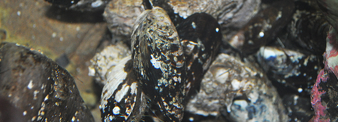 California Mussel