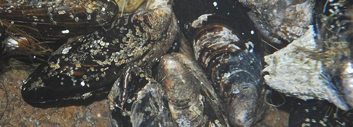 California Mussel