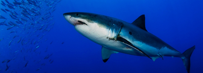 White Shark