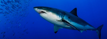 White Shark
