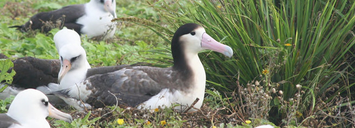 Short-Tailed Albatross