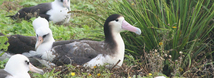 Short-Tailed Albatross