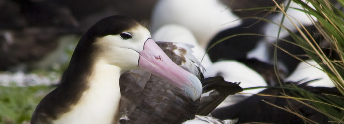 Short-Tailed Albatross