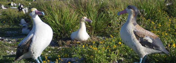 Short-Tailed Albatross