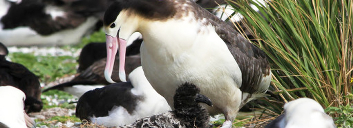 Short-Tailed Albatross