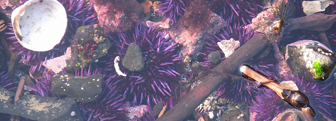 Purple Sea Urchin