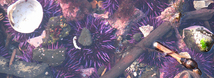 Purple Sea Urchin