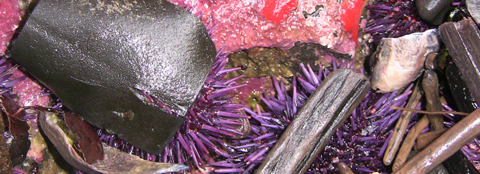 Purple Sea Urchin