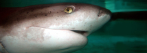 Broadnose Sevengill Shark