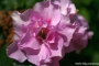 flores-primavera_01