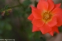 flores-primavera_04