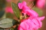 flores-primavera_06