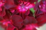 flores-primavera_07