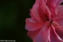 flores-primavera_09