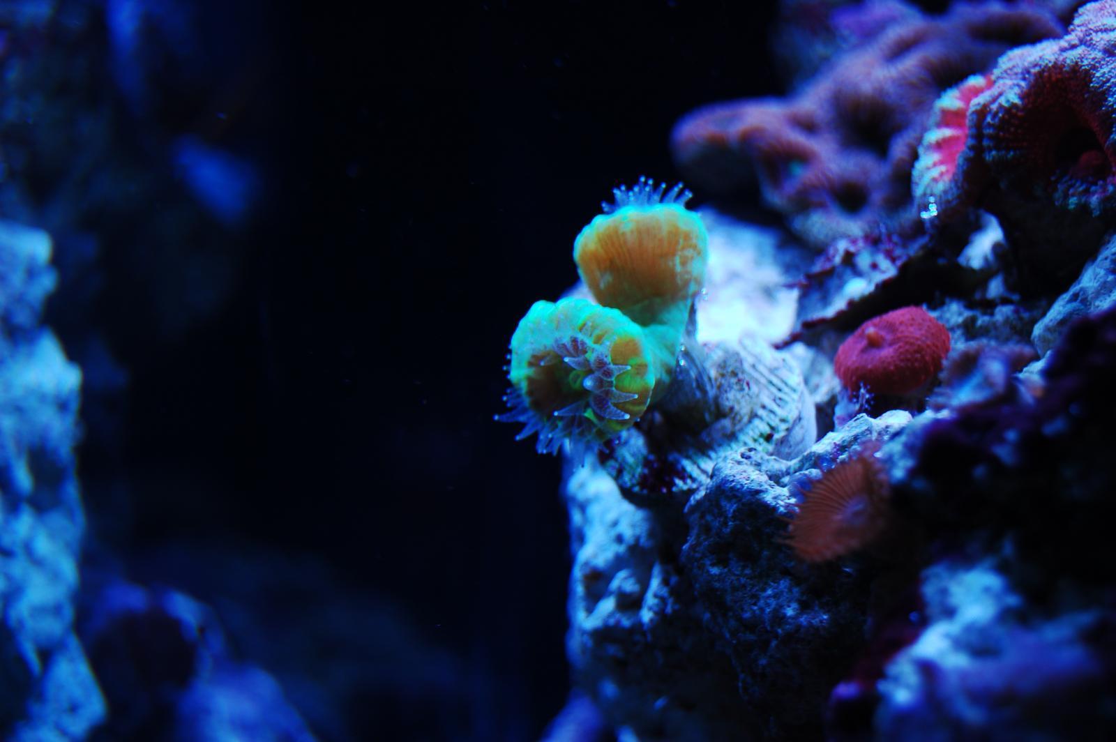 kryptonite candy cane Corals Austin Reef Club