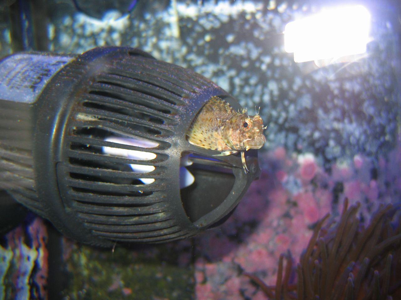 Lawnmower blenny Fish Austin Reef Club