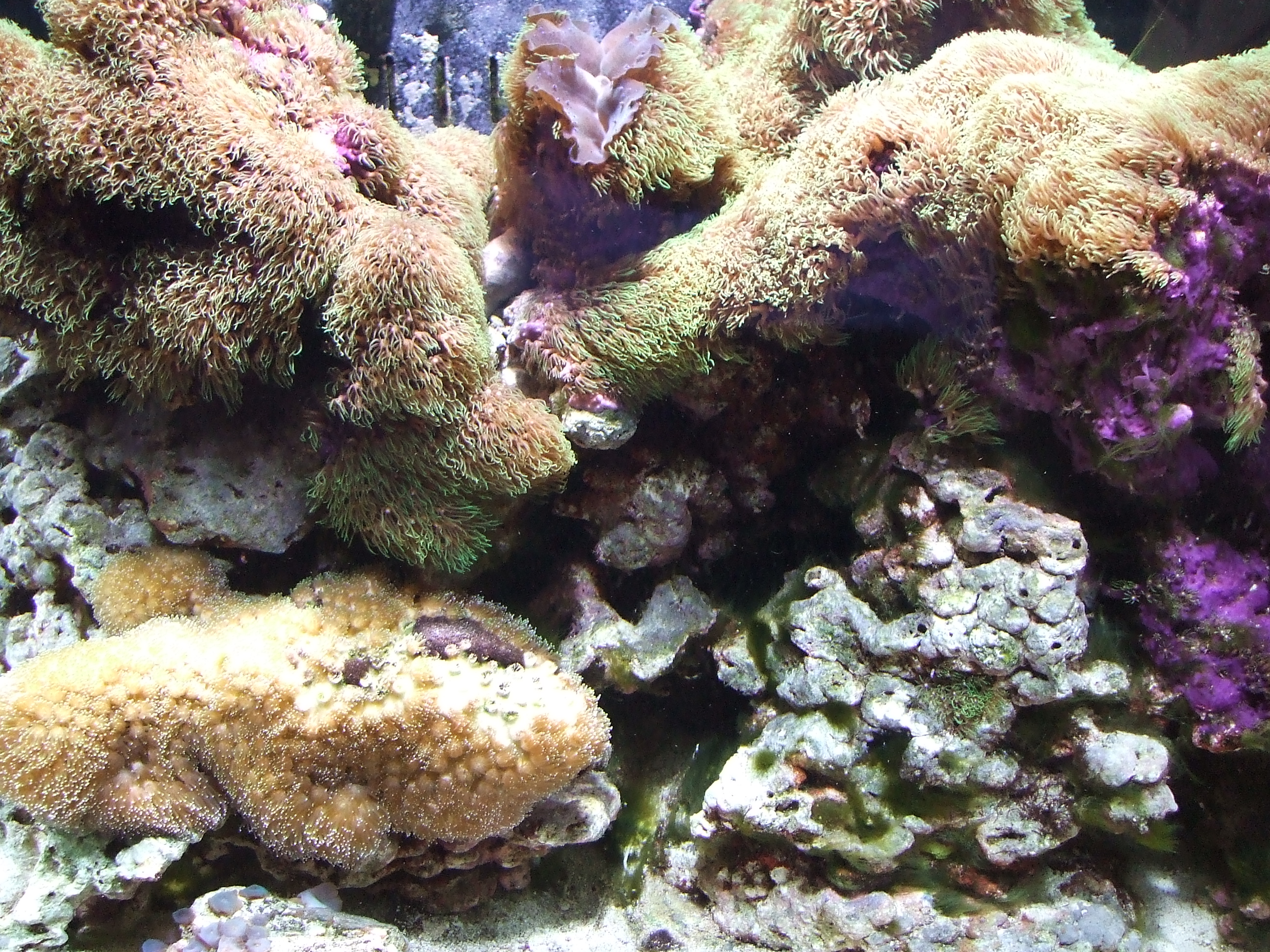Tridacna Electric CROCEA CLAM for sale (blue) Livestock Austin Reef