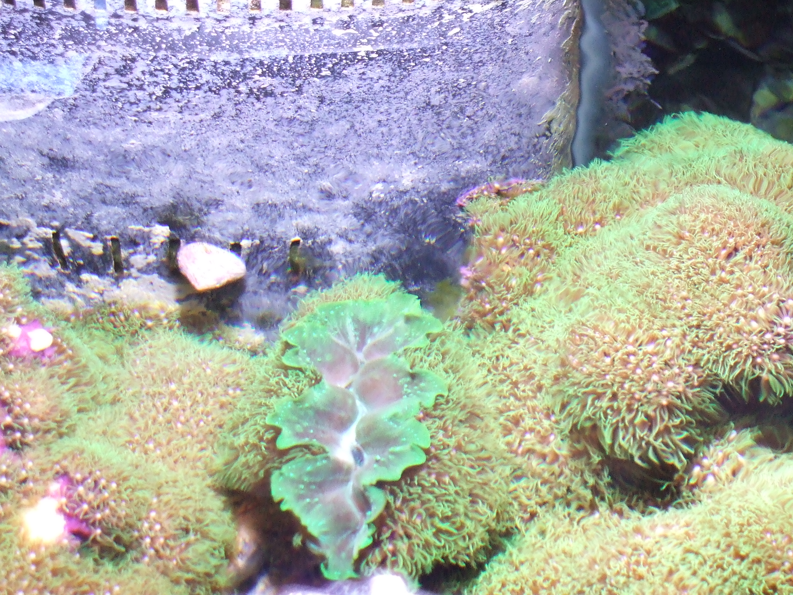 Tridacna Electric CROCEA CLAM for sale (blue) Livestock Austin Reef