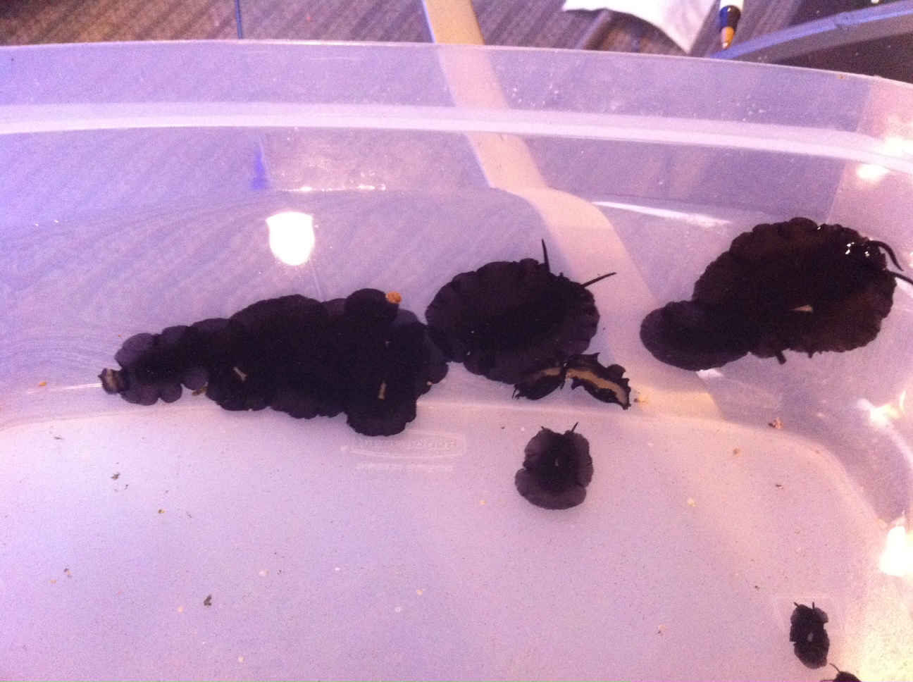 Elephant slugs Reef Keeping Austin Reef Club