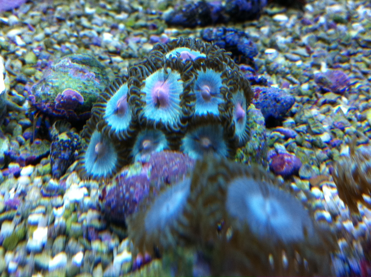High end zoas Livestock Austin Reef Club