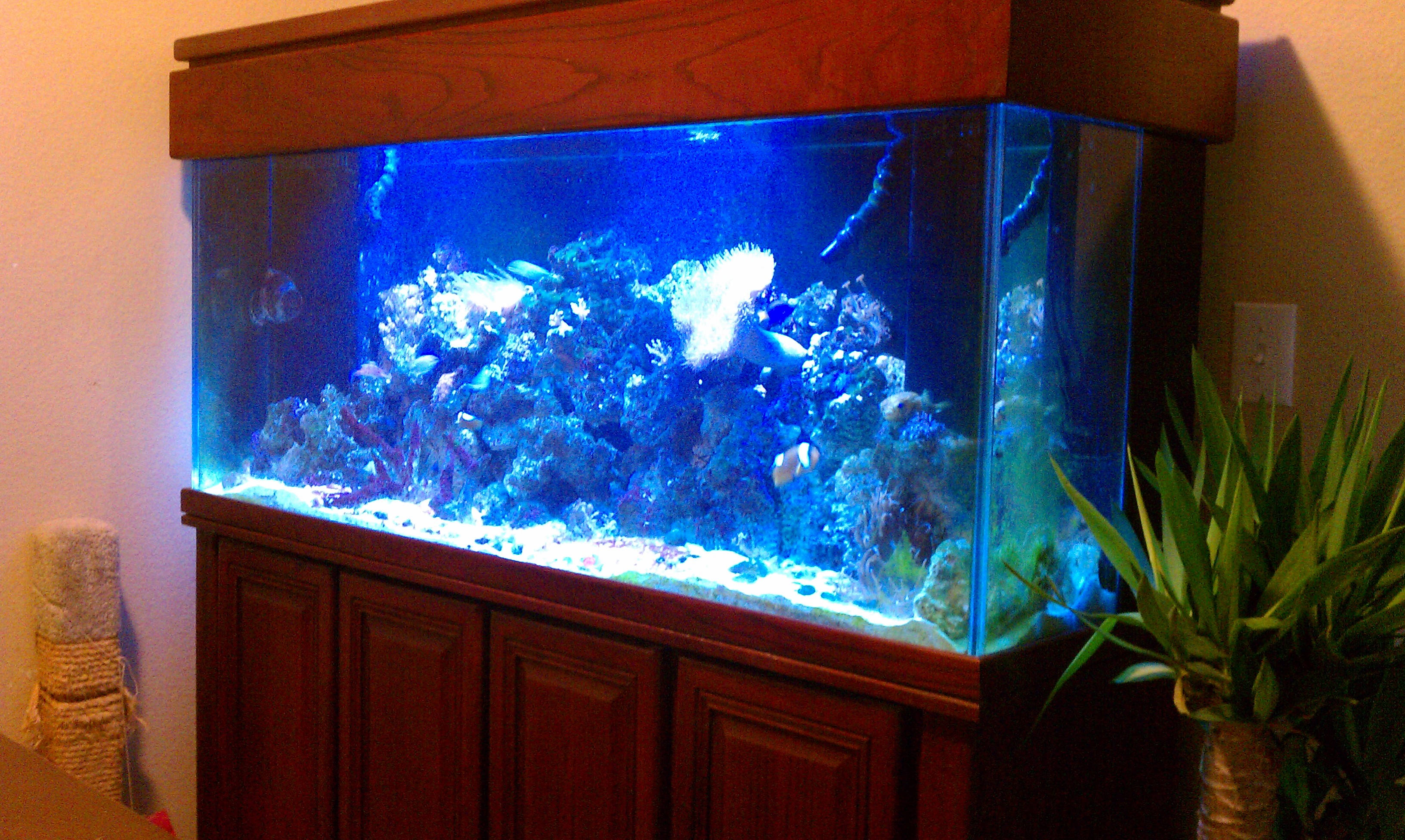 110 Gallon Oceanic Reef Ready Aquarium Complete Systems Austin Reef
