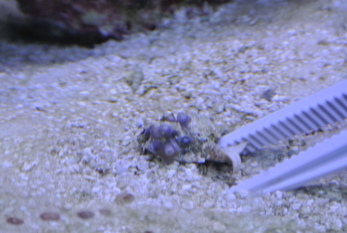 asterina eating zoas with pics Reef Keeping Austin Reef Club