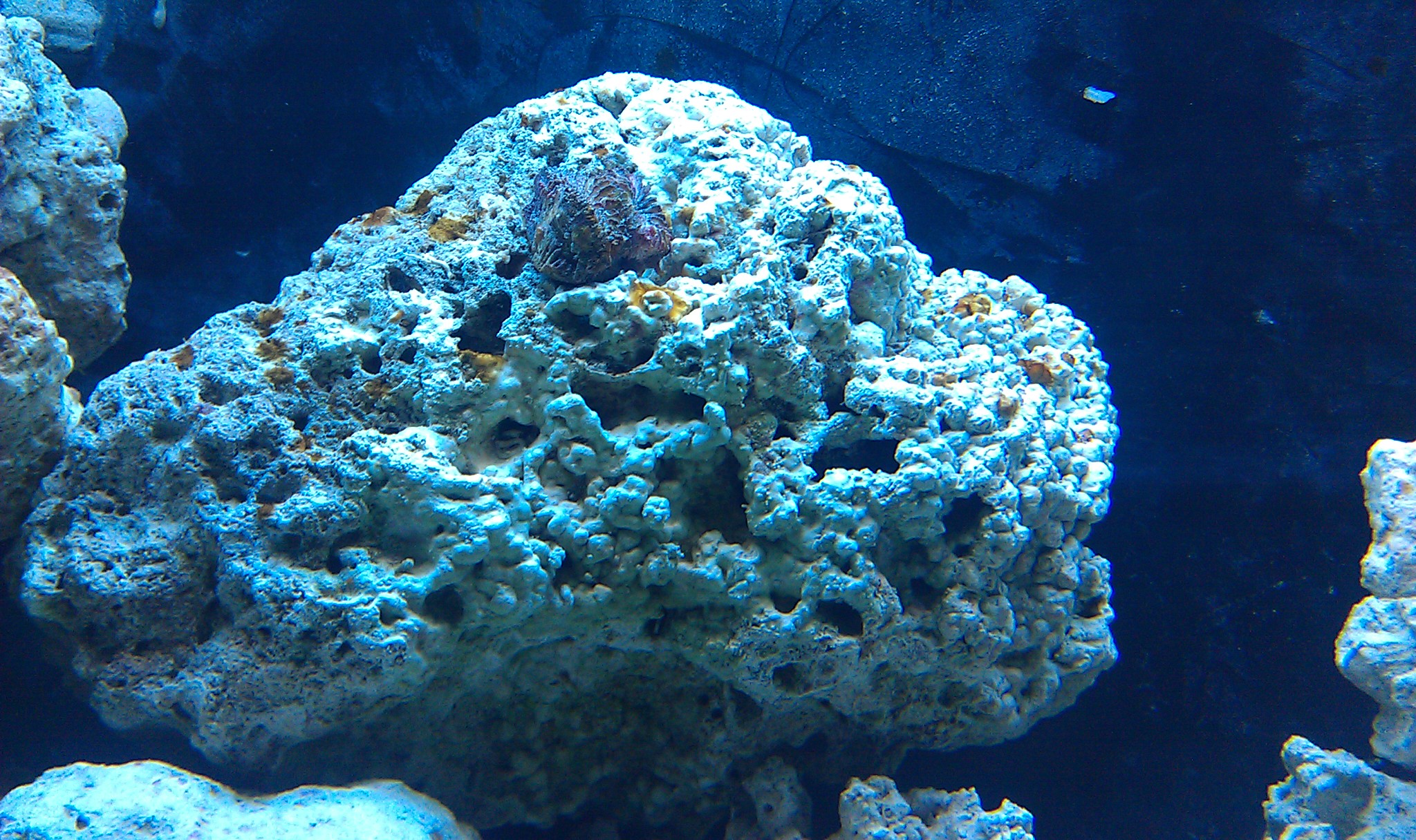 Rust looking spots in my aquarium Reef Keeping Austin Reef Club