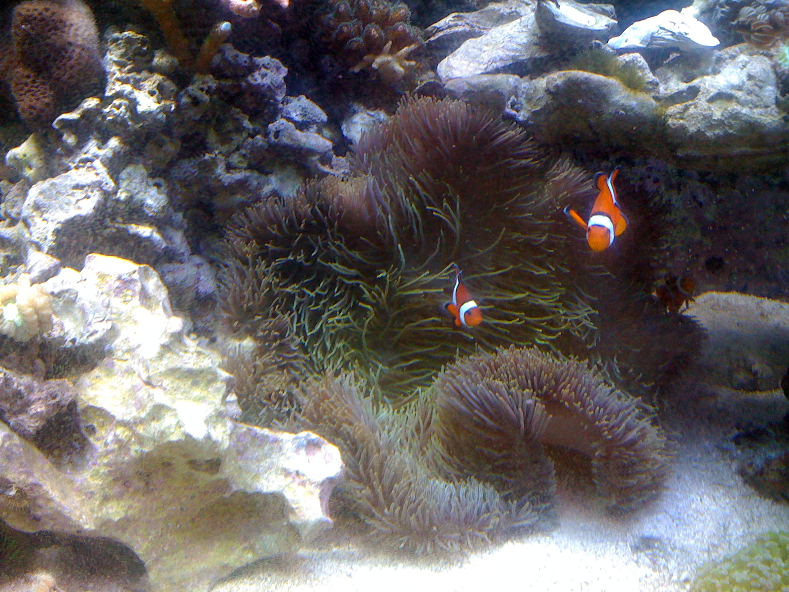 True Carpet Anemone for sale Livestock Austin Reef Club