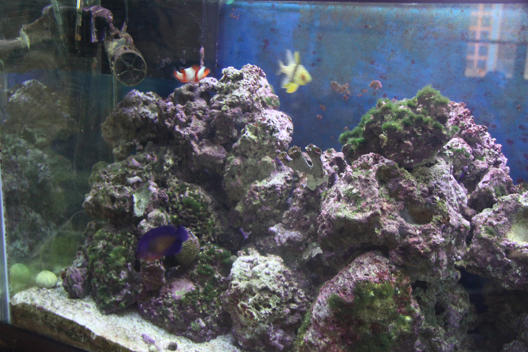 Complete 90 Gallon Reef Tank Complete Systems Austin Reef Club