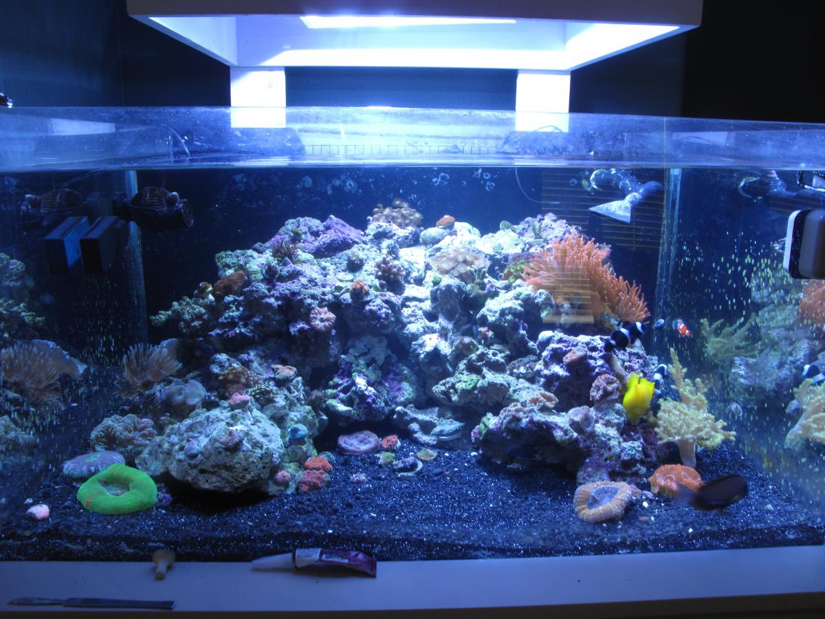 black sand, good, bad? Reef Keeping Austin Reef Club