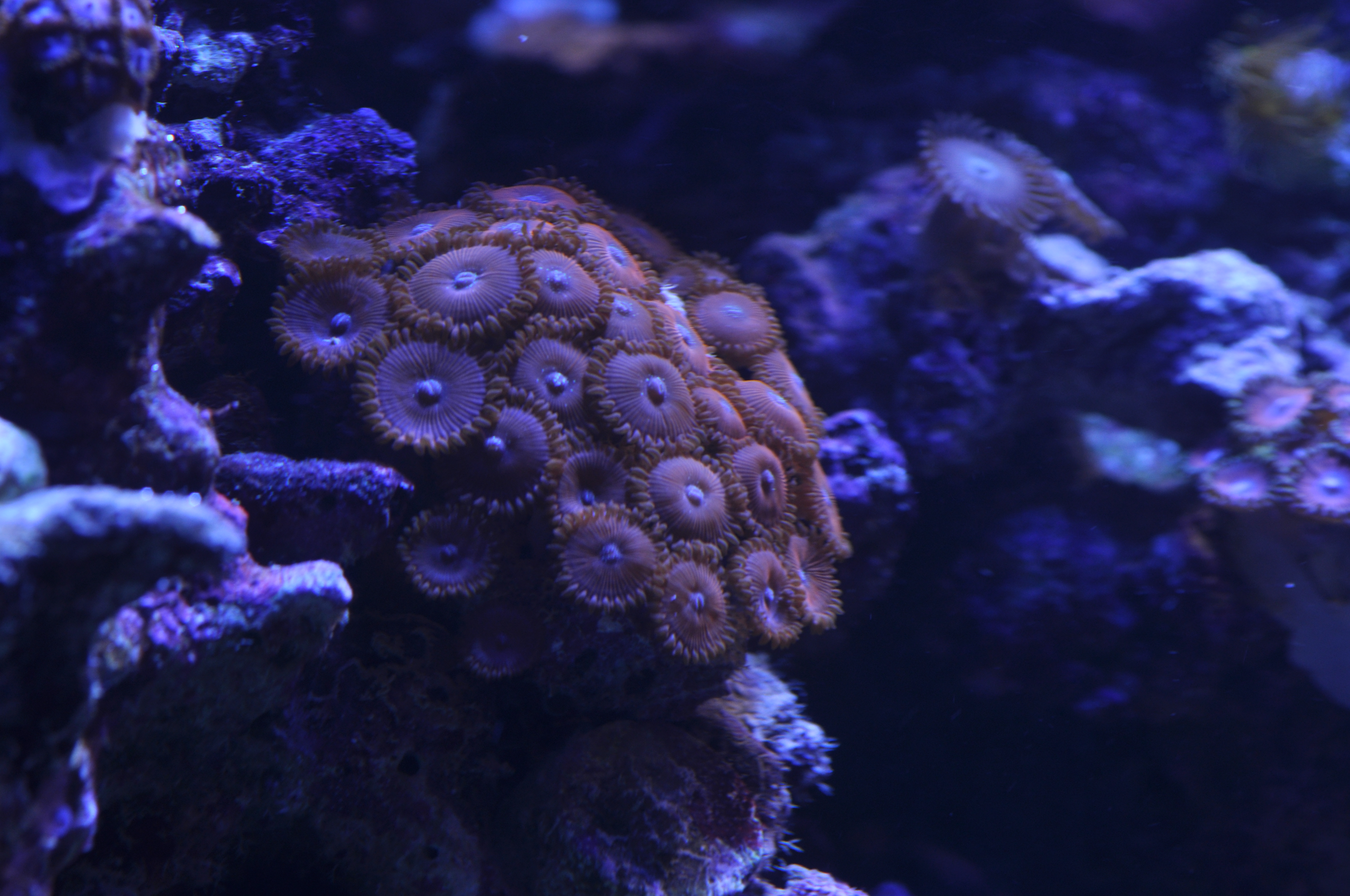 Zoanthids & Palythoas Livestock Austin Reef Club