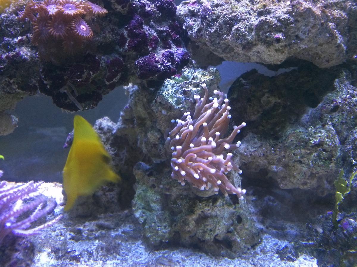 Golden Torch Coral with white tips sold Livestock Austin Reef Club