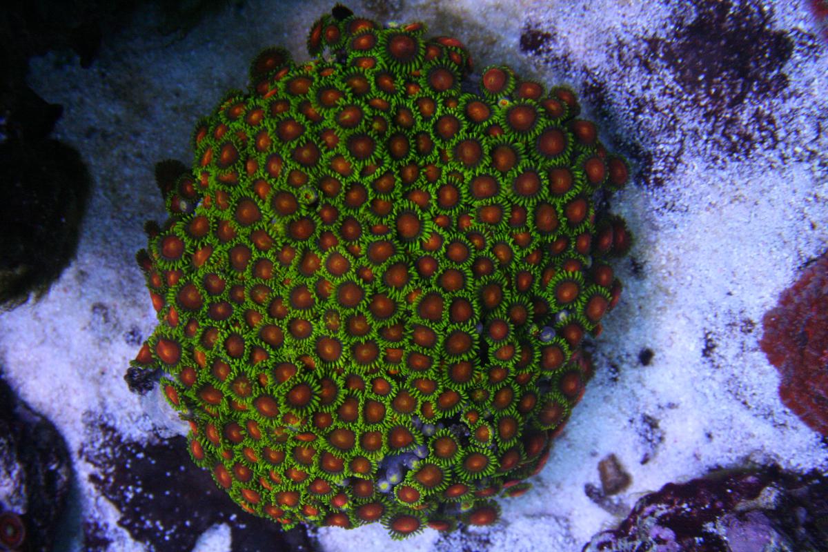 Zoa Colonies Livestock Austin Reef Club