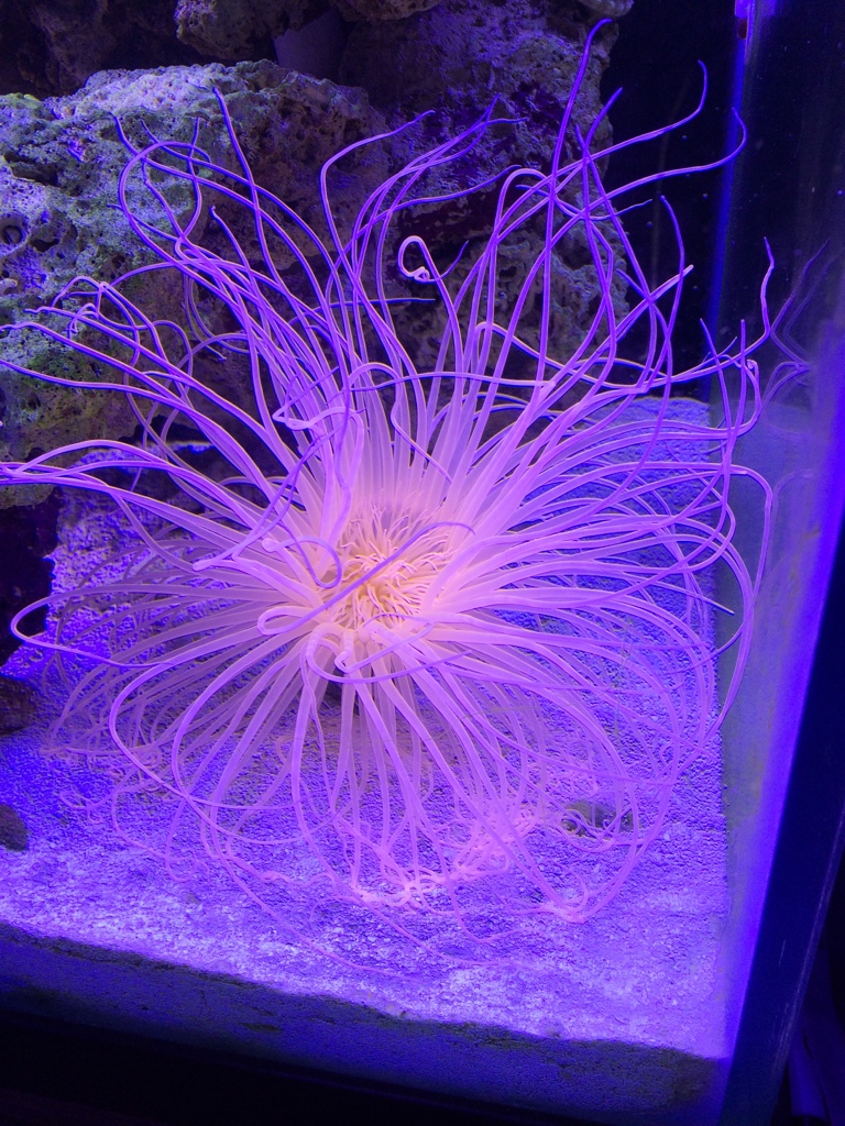 XXXL pink tube anemone ! Livestock Austin Reef Club