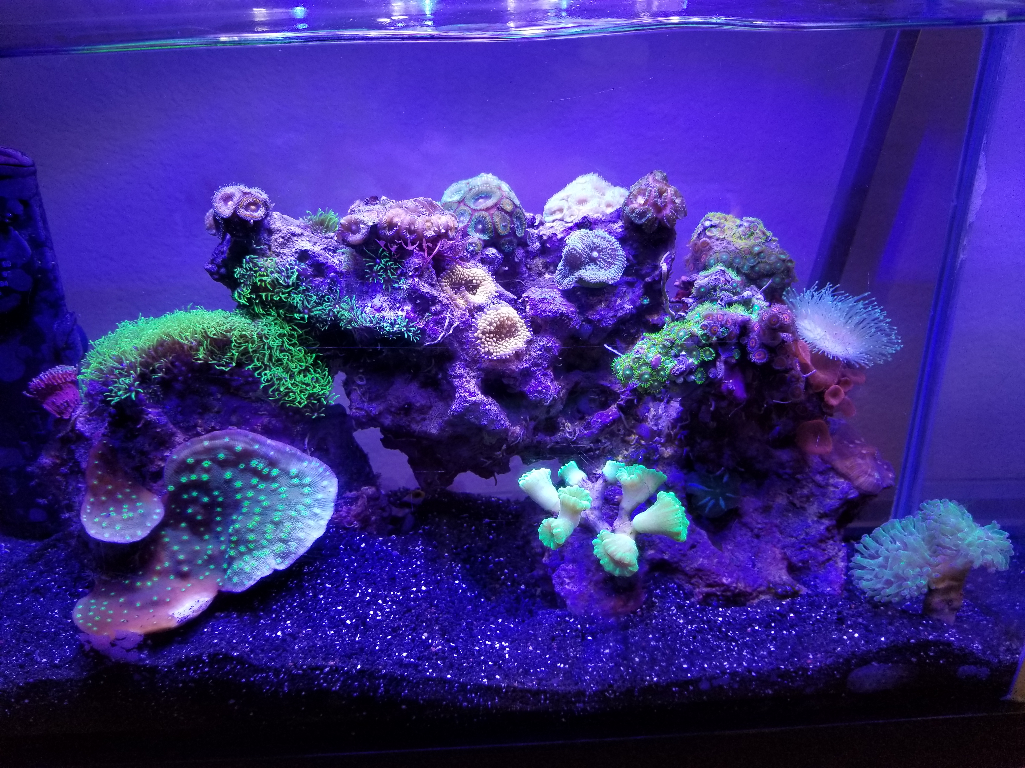 Fully Stocked Pico Reef Aquarium Complete Systems Austin Reef Club