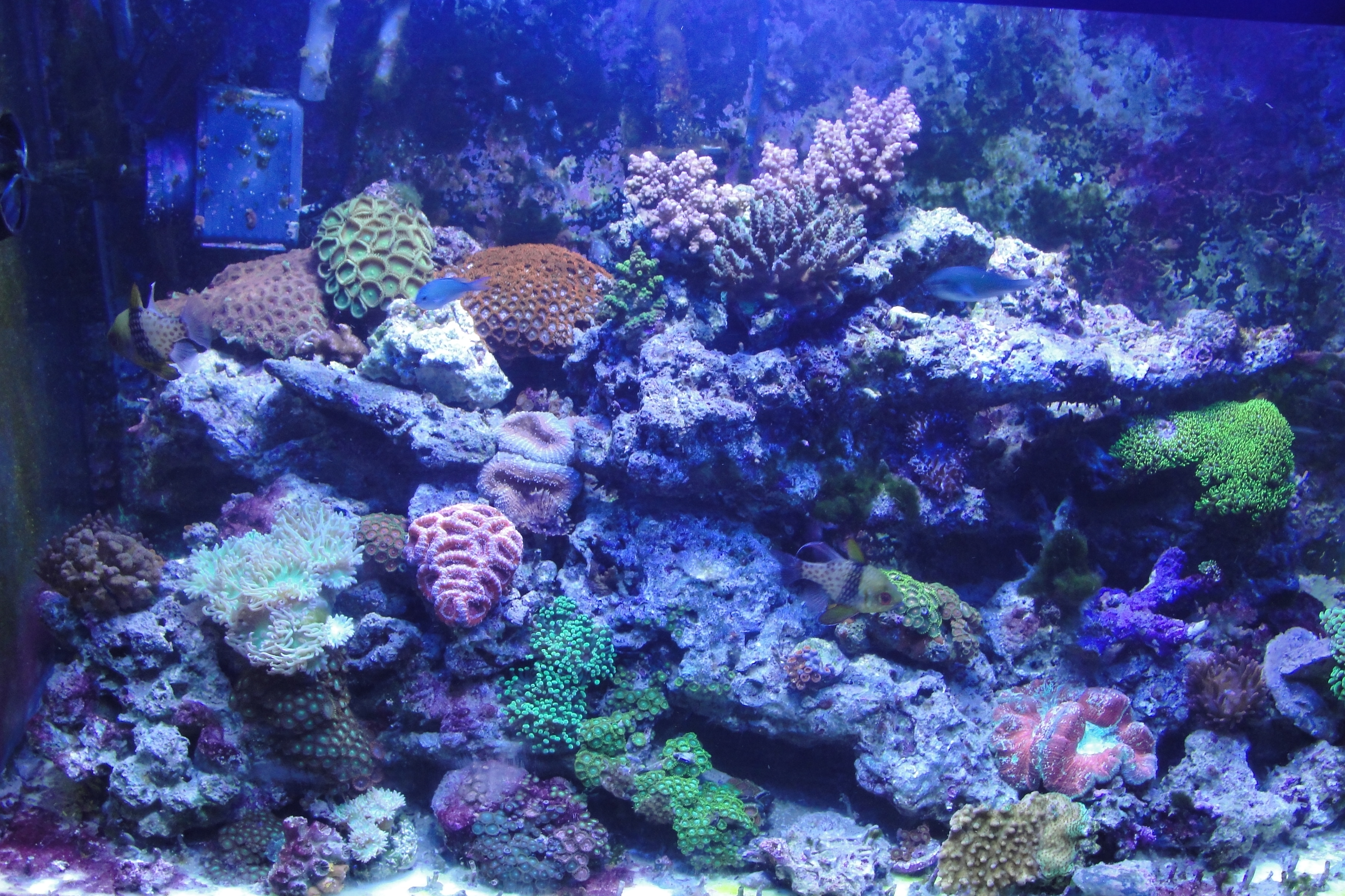 DE (diatomaceous earth) Water Chemistry Austin Reef Club