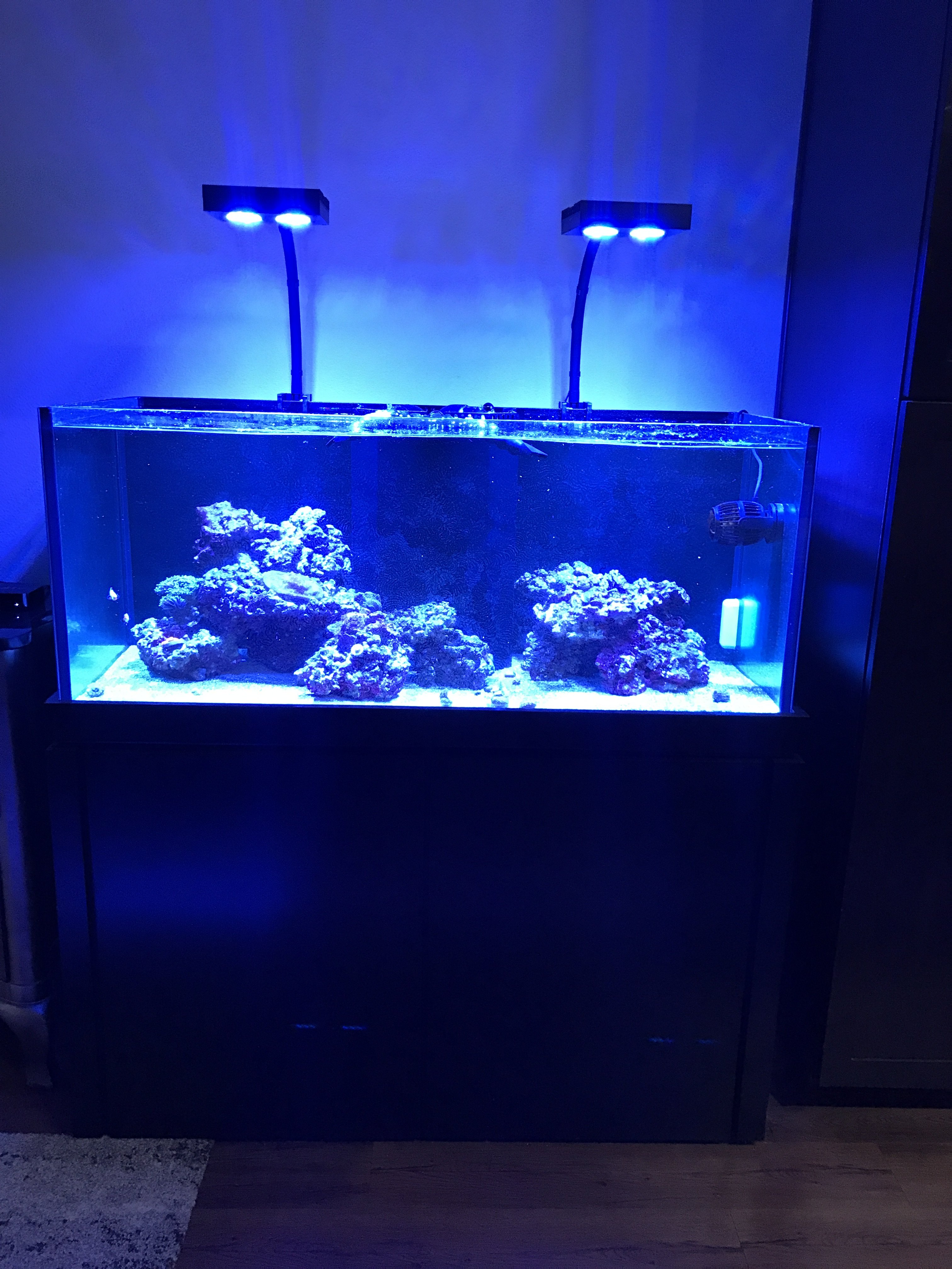 87g Aquariums Rimless FULL SETUP Complete Systems Austin Reef Club