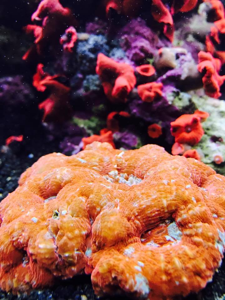 Coralife Biocube 32 River City Aquatics Austin Reef Club