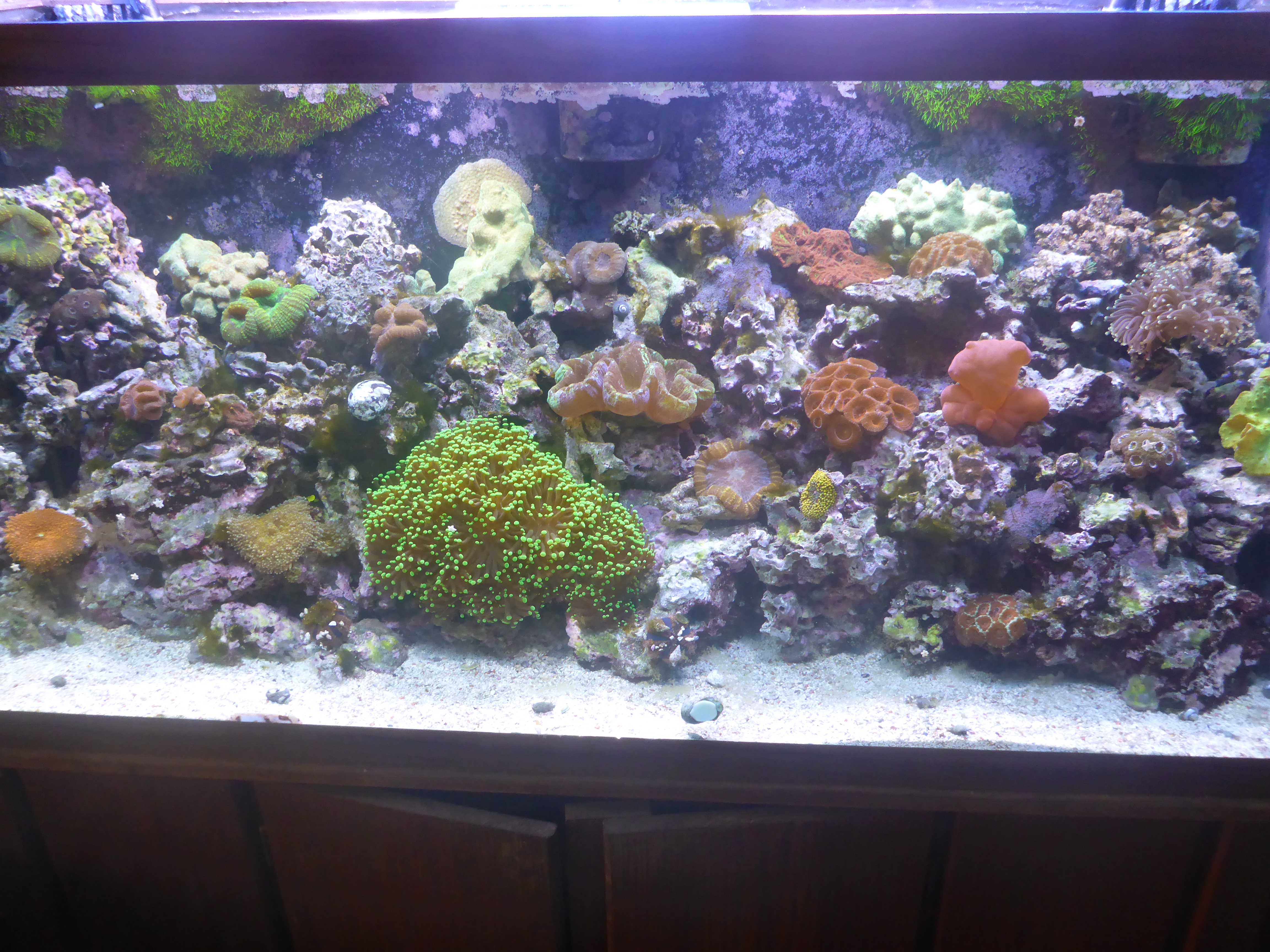 75 gallon reef tank 1200 Complete Systems Austin Reef Club