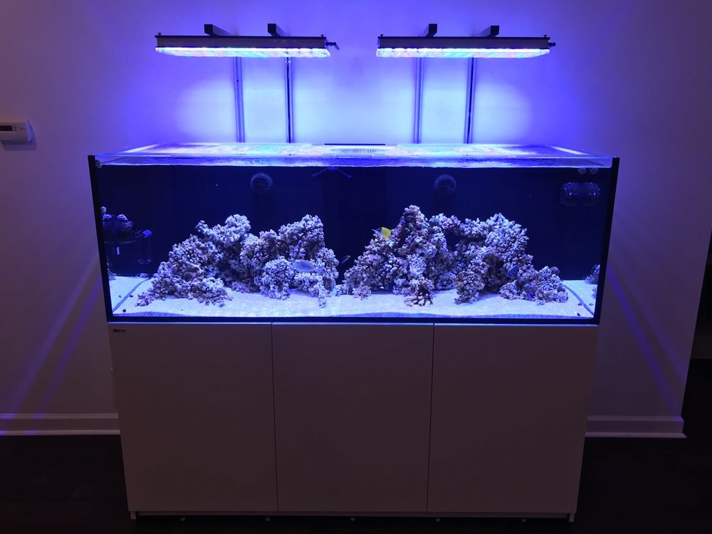Aquarium 130g Tank Builds Austin Reef Club