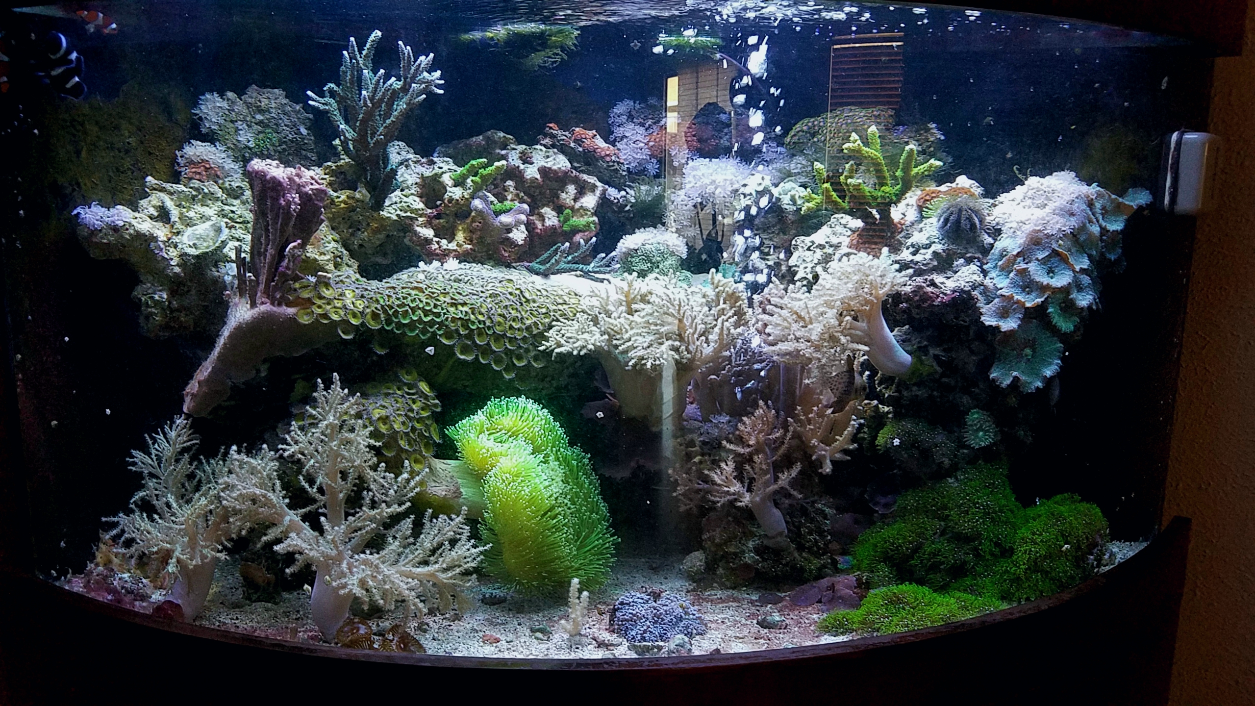 Phosphate level Reef Keeping Austin Reef Club