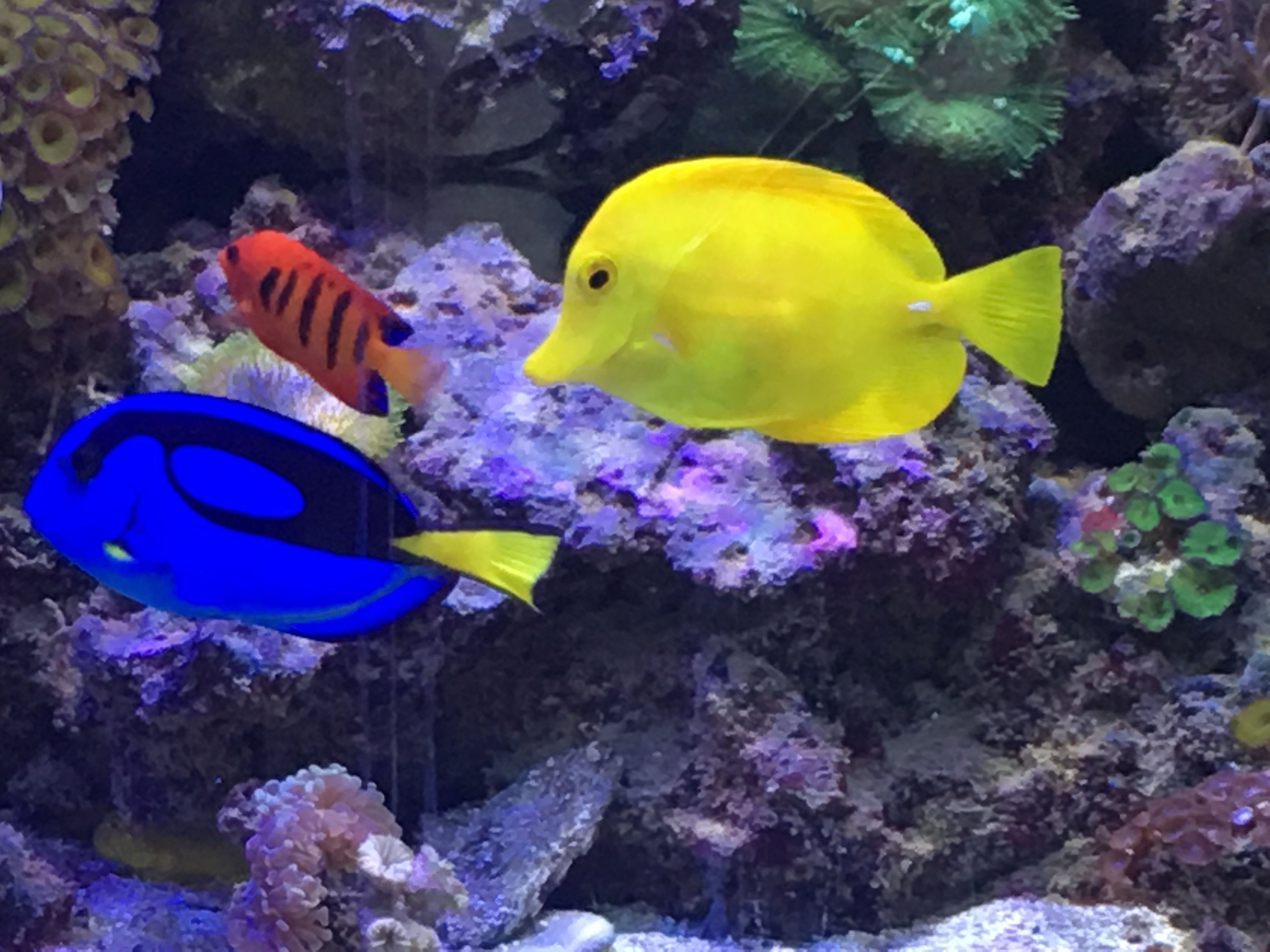 FS Blue Hippo Tang (Lrg) SOLD Livestock Austin Reef Club