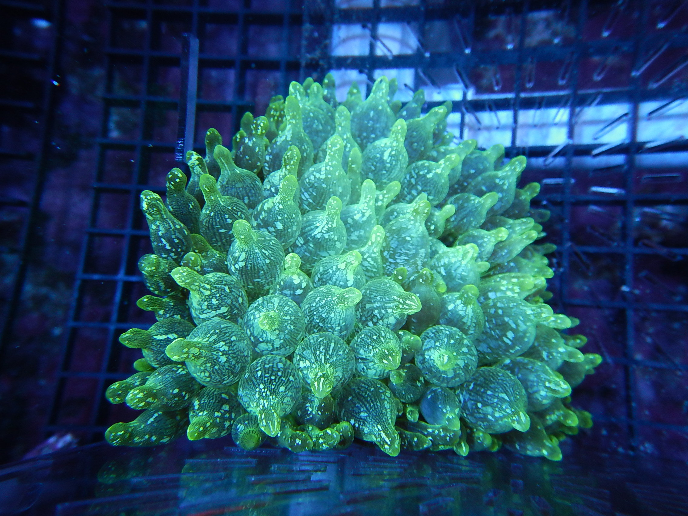 Awesome Bubble Tip Anemones for Sale Livestock Austin Reef Club