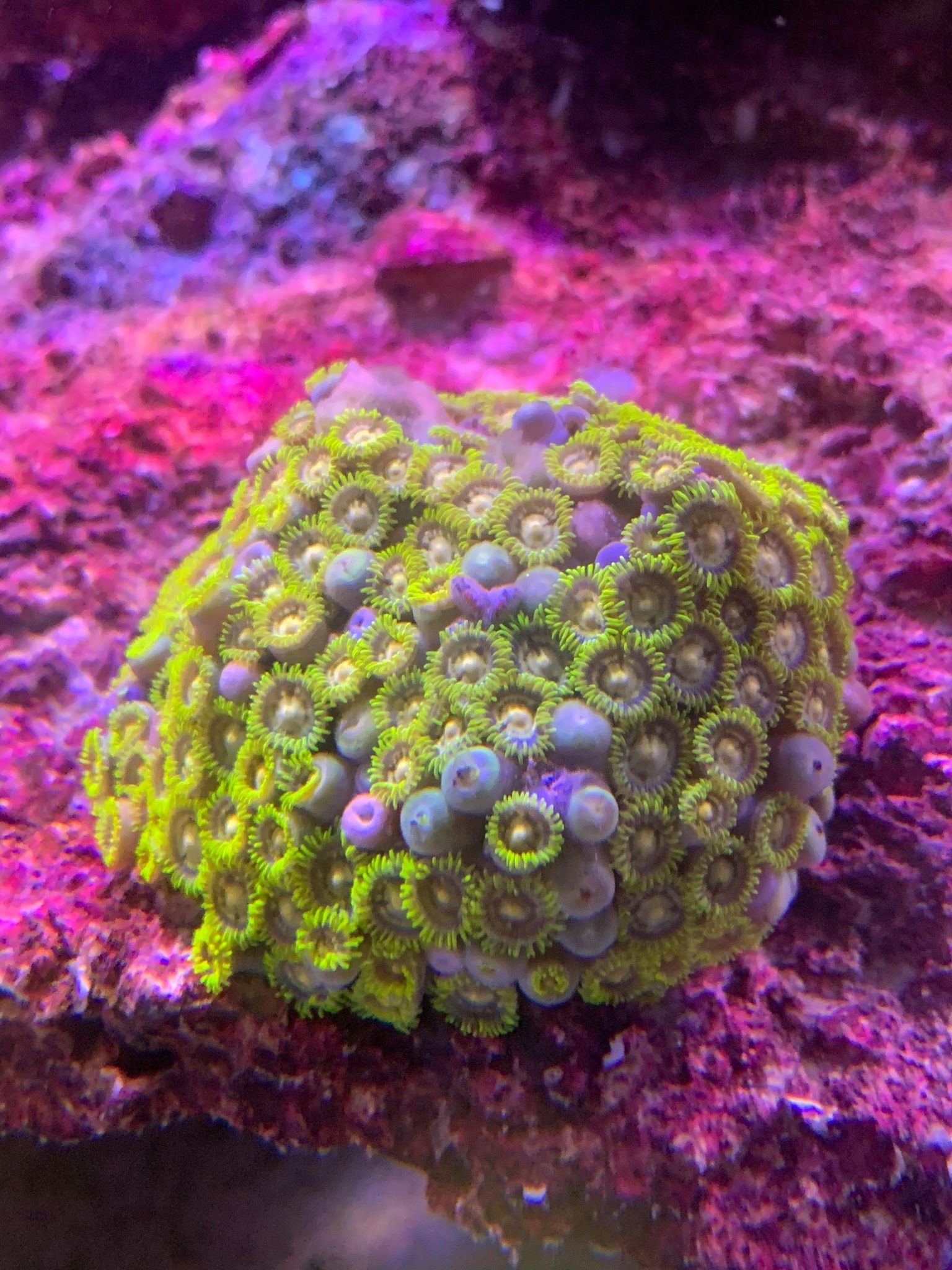 Bright Yellow Zoas ( 60+heads ) & Miamii Hurrican - Livestock - Austin
