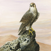 Saker-web-size_card