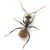 Hormiga01_tiny_square
