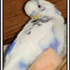 Bebe_thumb