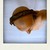 Von-oben-pola_tiny_square