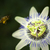 Clematis_beesmall_tiny_square